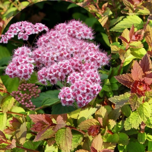 Spiraea japonica 'Sparkling Champagne' - Jaapani enelas 'Sparkling Champagne' P13/1L